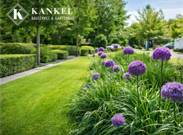 Blühende lila Kugellöcher und gepflegter Rasen in einer Gartenlandschaft.